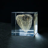 Chinese lantern plant(2.0in cube)