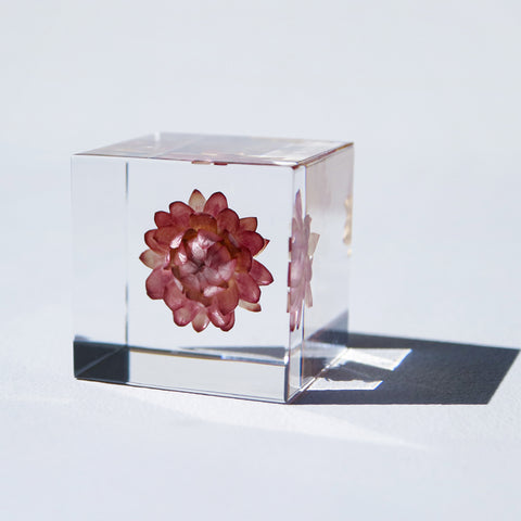 Strawflower