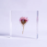 Chamomile sunray plate