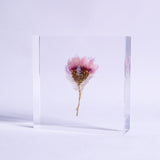 Chamomile sunray plate