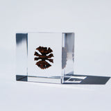 Dawn redwood