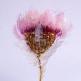 Chamomile sunray plate