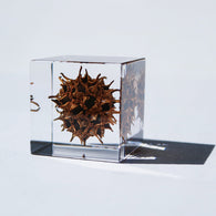 American sweetgum