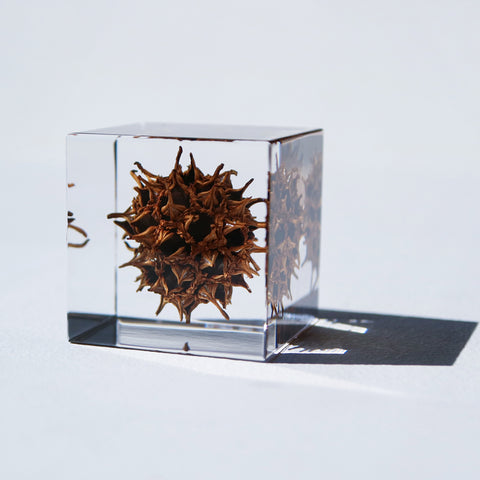 American sweetgum