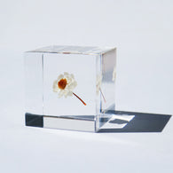 Chamomile sunray
