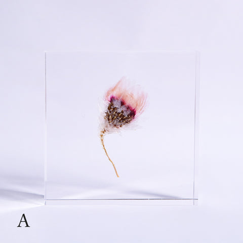 Chamomile sunray plate