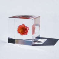 Globe amaranth