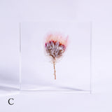 Chamomile sunray plate