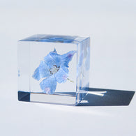 Siberian Larkspur