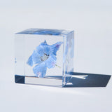 Siberian Larkspur