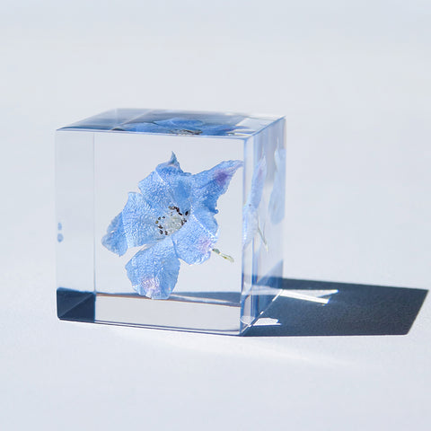 Siberian Larkspur