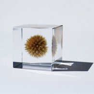 Globe thistle