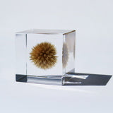 Globe thistle