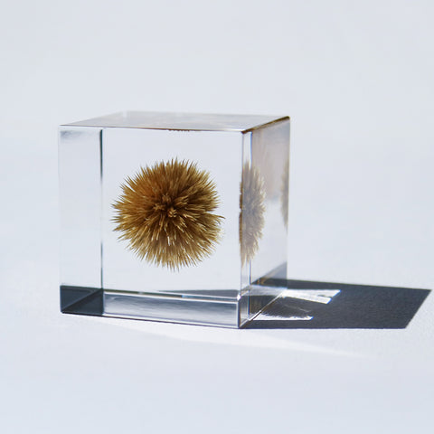 Globe thistle