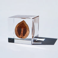 Japanese walnut