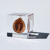 Japanese walnut