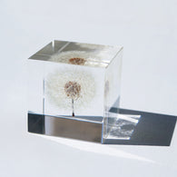 Dandelion (2.0in cube)