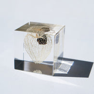 Chinese lantern plant(2.0in cube)