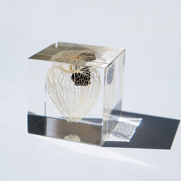 Chinese lantern plant(2.0in cube)