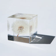 Dandelion (1.6in cube)