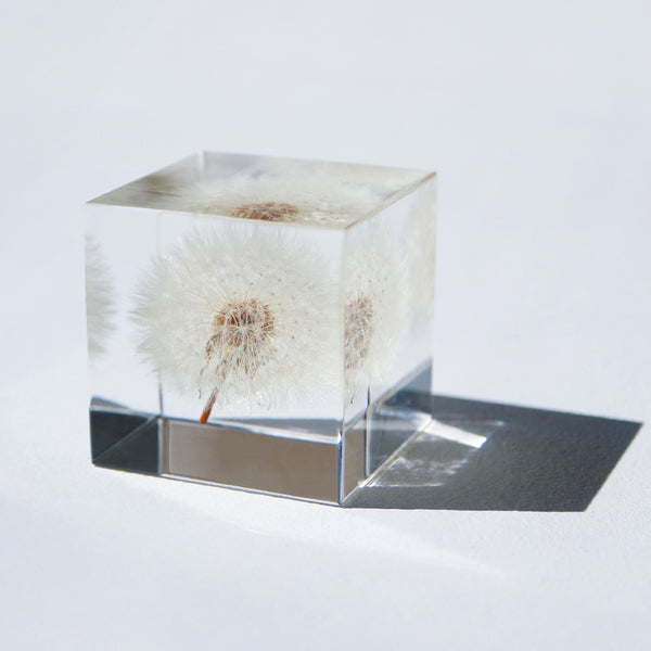 Dandelion (1.6in cube)