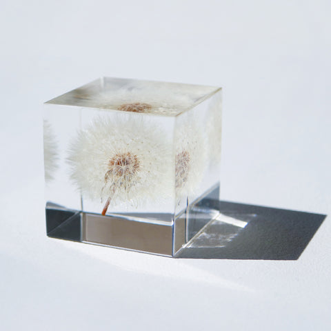 Dandelion (1.6in cube)