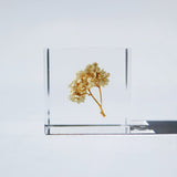 Rice flower