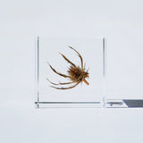 Sea holly
