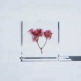 Sea lavender