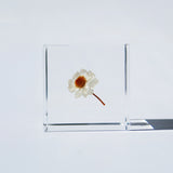 Chamomile sunray
