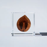 Japanese walnut
