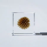 Globe thistle