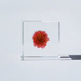 Globe amaranth