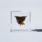 Velvetleaf