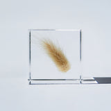 Bunny tail grass