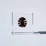 Dawn redwood