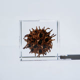 American sweetgum