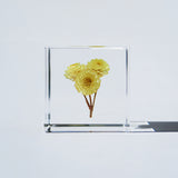Immortelle