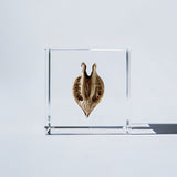 Tiger's claw