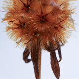 scabiosa