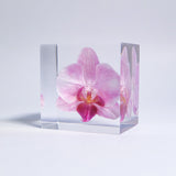 Phalaenopsis［S size］