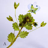 Veronica persica