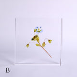 Veronica persica