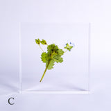 Veronica persica