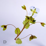 Veronica persica