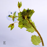 Veronica persica