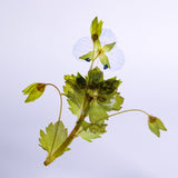 Veronica persica