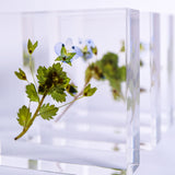 Veronica persica