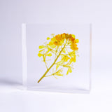 Brassica rapa
