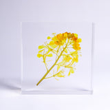 Brassica rapa